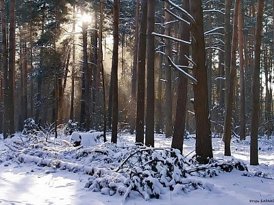 4 декабря в Рязанской области ожидается гололедица и до -5 градусов 
