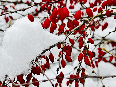В Рязанской области продлили метеопредупреждение из-за снега на 25 ноября