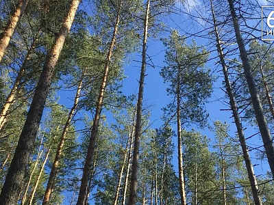 В Рязанской области сохраняется риск возникновения лесных пожаров 