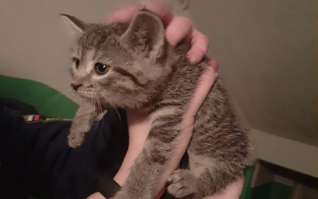 В Рязани волонтеры-медики спасли котенка из шахты с помощью эндоскопа - 62ИНФО