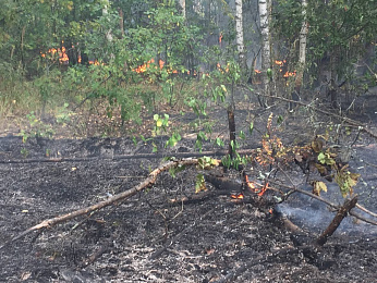 Фоторепортаж: лесной пожар в Деулино