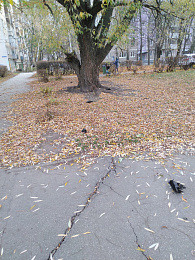 Рязанцы заметили на улицах города мёртвых птиц