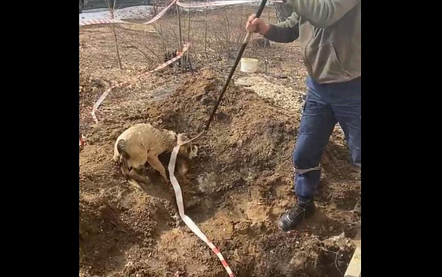 Рязанцы засняли спасение дворовой собаки из котлована - 62ИНФО