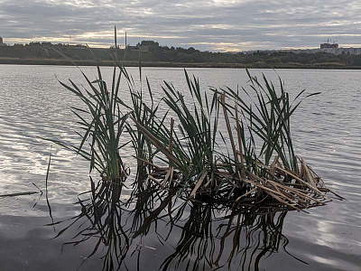 Фоторепортаж: В Рязани снова начали засыпать озеро Дикая утка