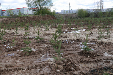 Мэрия Рязани заявила в прокуратуру по факту уничтожения 600 деревьев на Куйбышевском шоссе