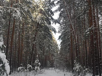 29 ноября в Рязанской области ожидается снег и гололедица 